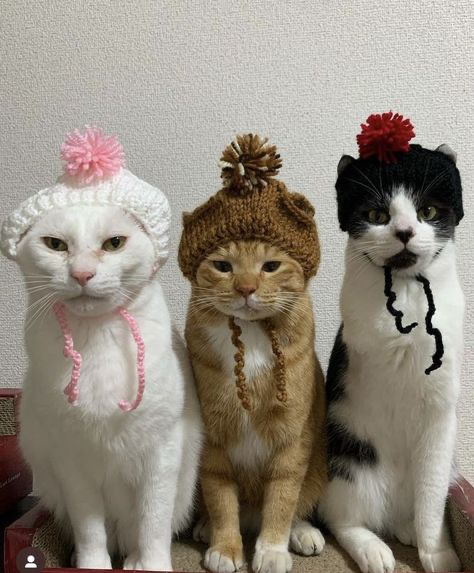 TEAM MEOW